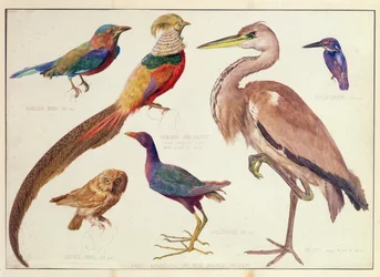 Studien von Vögeln aus dem Bootle Museum, Liverpool